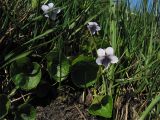 Viola palustris. Цветущее растение. Нидерланды, провинция Drenthe, Langelo, заказник Broekland, заболоченный луг. 18 апреля 2010 г.