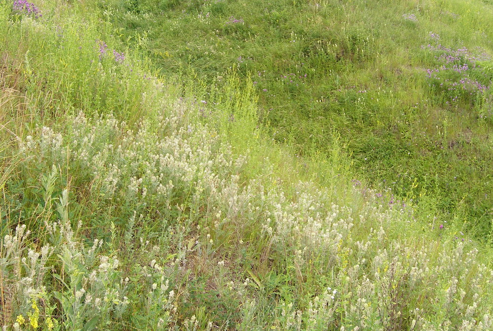 Image of Oxytropis pilosa specimen.