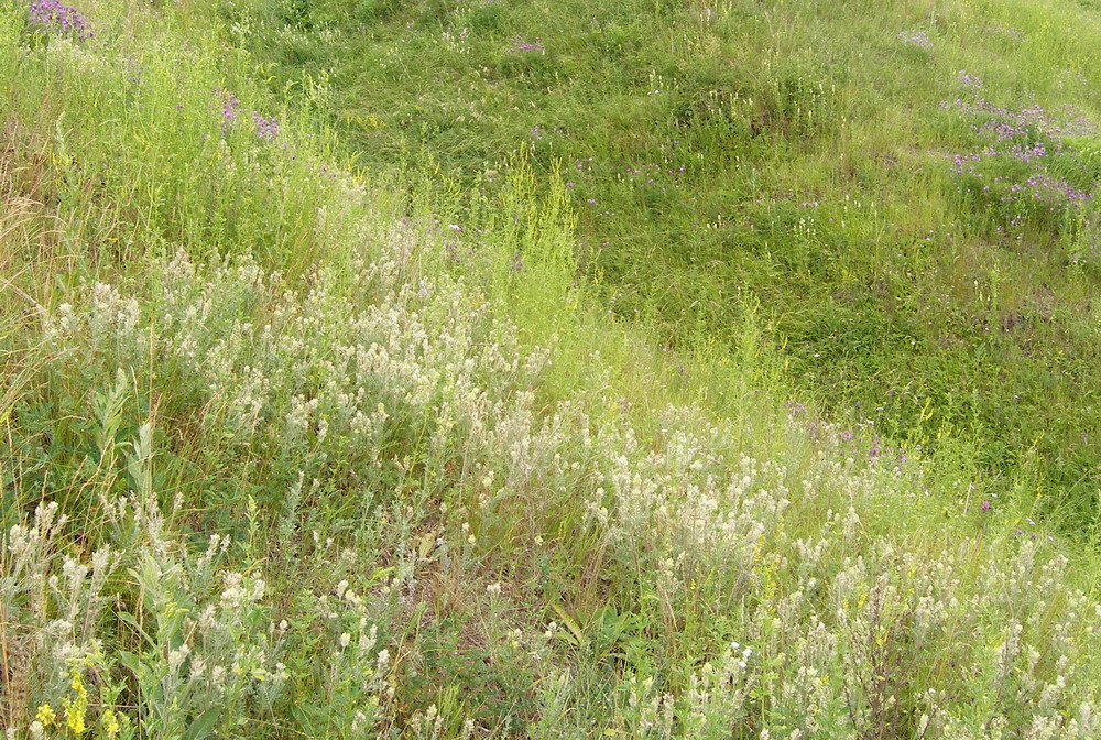 Изображение особи Oxytropis pilosa.