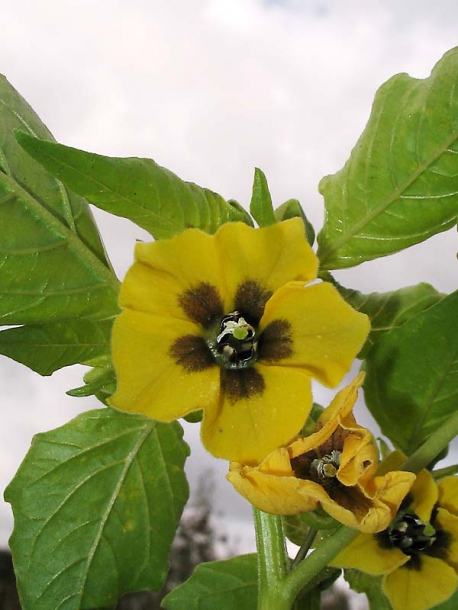 Изображение особи Physalis ixocarpa.