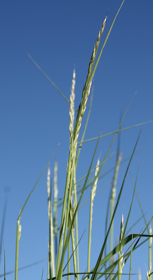 Image of Helictotrichon pratense specimen.