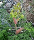 Ferula tenuisecta