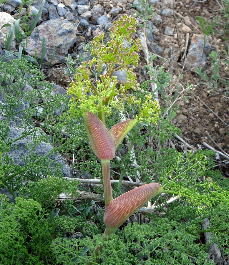 Image of Ferula tenuisecta specimen.