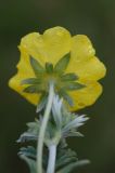 Potentilla pamiroalaica