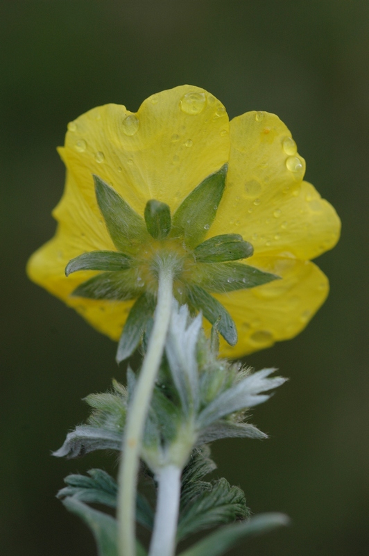 Image of Potentilla pamiroalaica specimen.