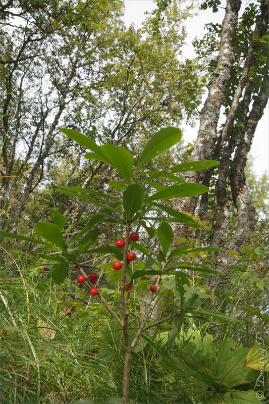 Image of Daphne mezereum specimen.