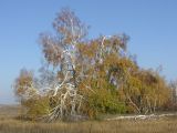 Betula pendula