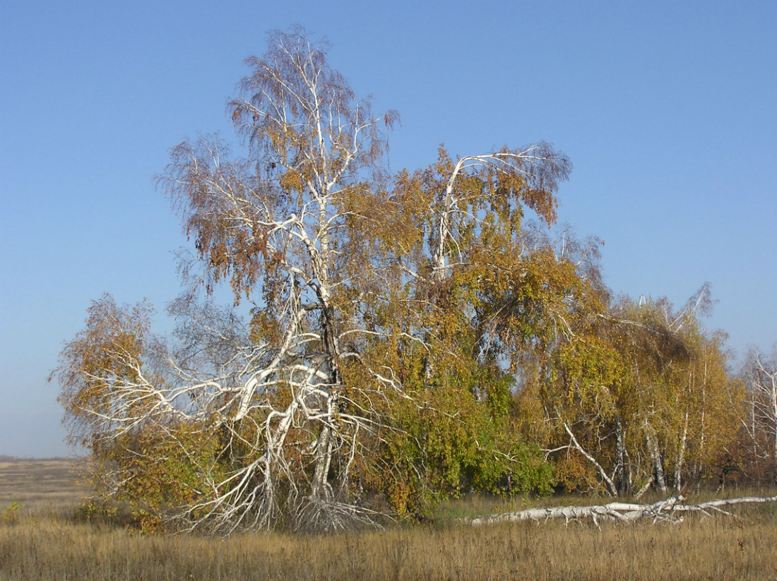 Изображение особи Betula pendula.