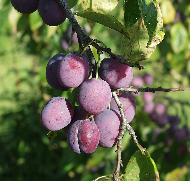 Изображение особи Prunus domestica.