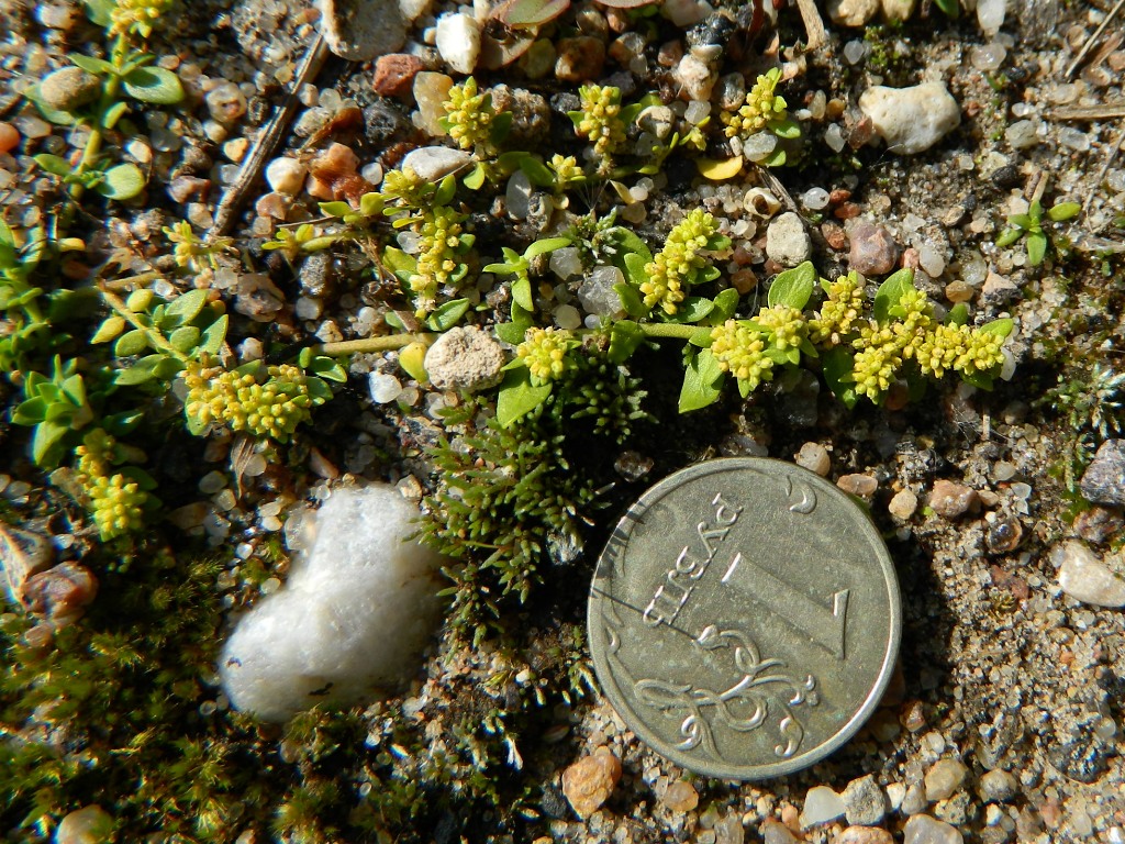 Image of Herniaria glabra specimen.