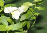 Antirrhinum hispanicum. Цветок и листья. Германия, г. Кемпен, на газоне. 07.07.2010.