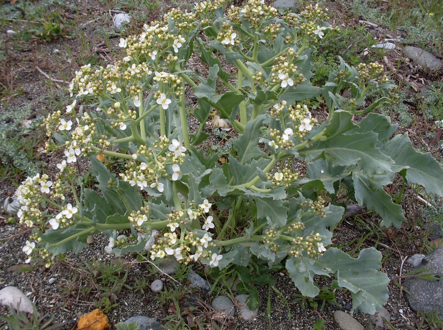 Image of Crambe maritima specimen.