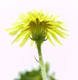 Crepis rhoeadifolia