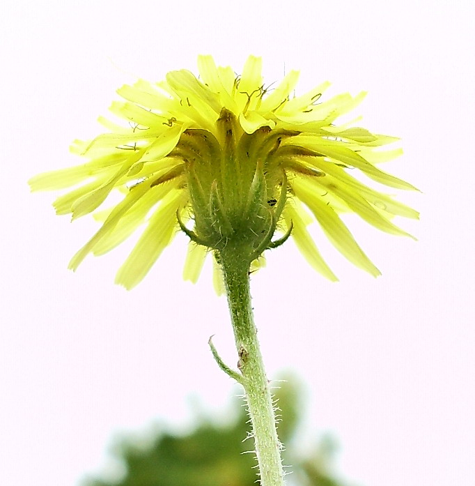 Изображение особи Crepis rhoeadifolia.