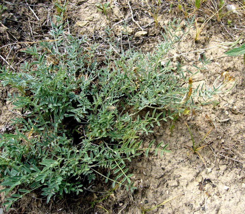 Изображение особи Astragalus juratzkanus.