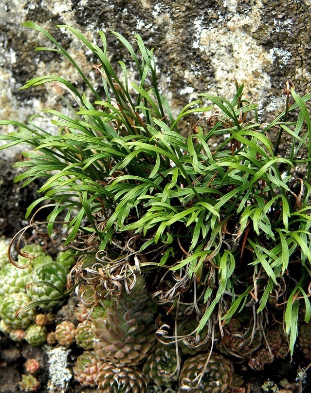 Image of Asplenium septentrionale specimen.