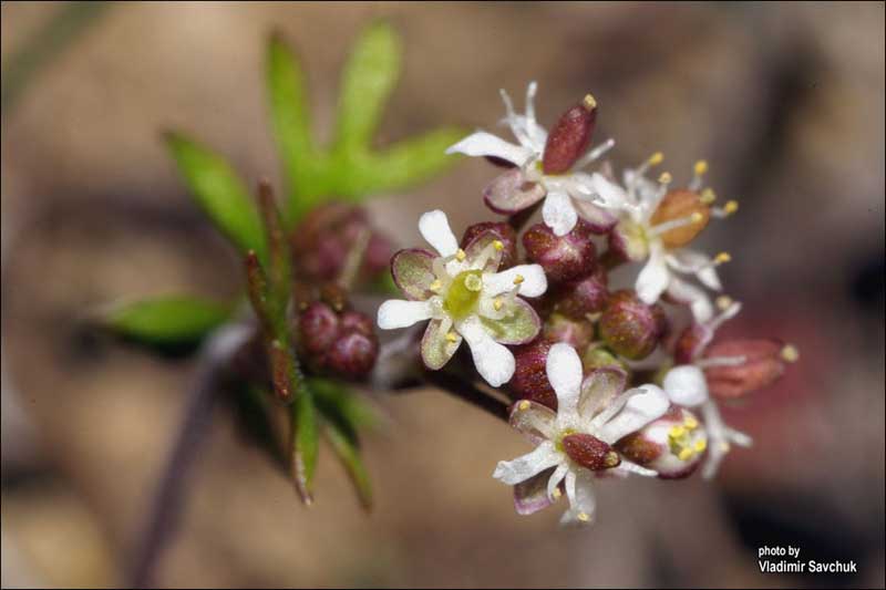 Изображение особи Hornungia petraea.