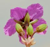 Image of taxon representative. Author is Татьяна Мальчинская