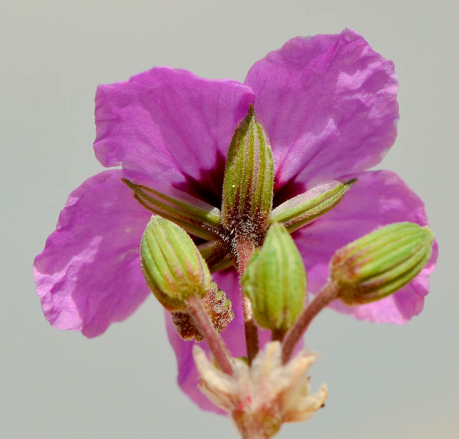 Изображение особи Erodium crassifolium.