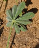 Lupinus palaestinus