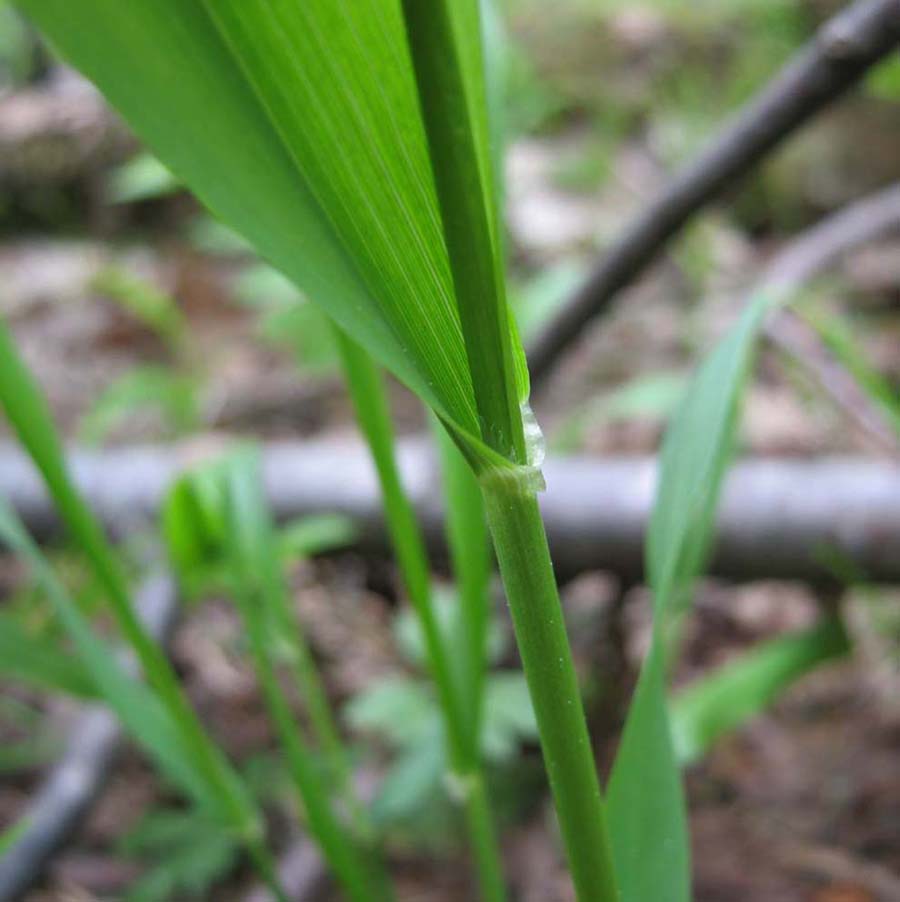 Image of Festuca altissima specimen.