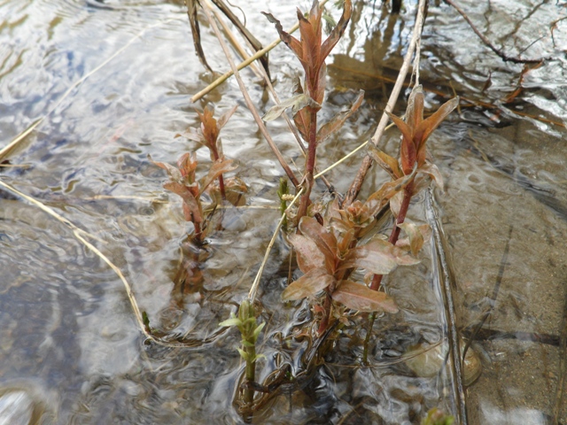 Image of Lythrum salicaria specimen.