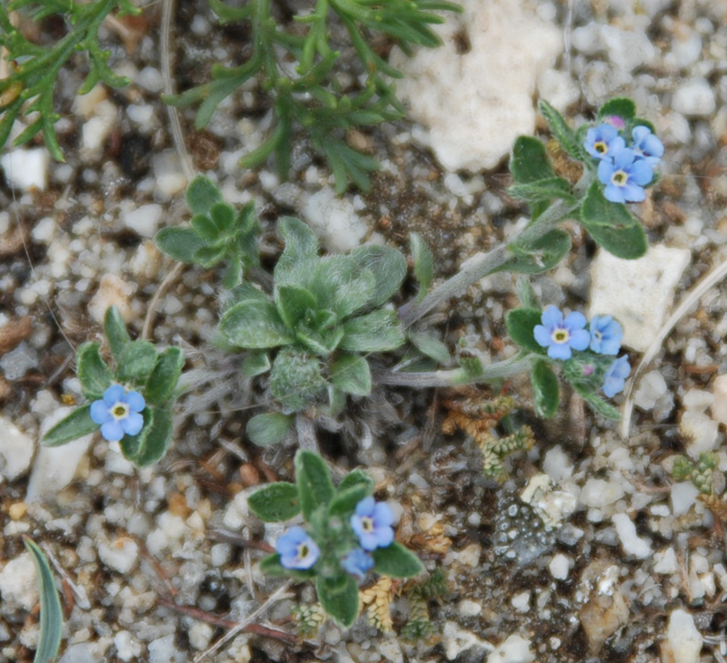 Image of Amblynotus rupestris specimen.
