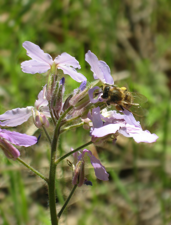 Изображение особи Hesperis steveniana.