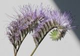Phacelia tanacetifolia. Отцветающие цветки соцветий. Германия, г. Кемпен, на балконе. 25.05.2012.