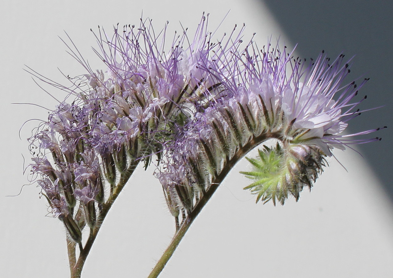 Изображение особи Phacelia tanacetifolia.