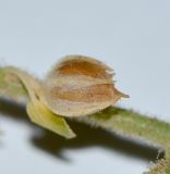 Kickxia acerbiana