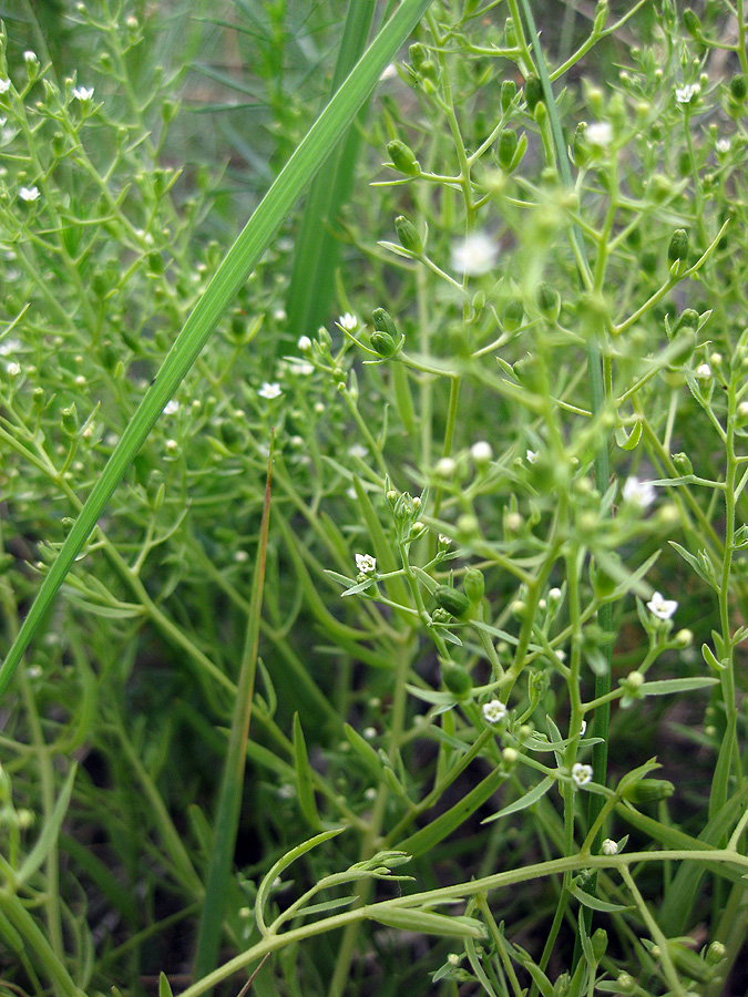 Image of Thesium ramosum specimen.