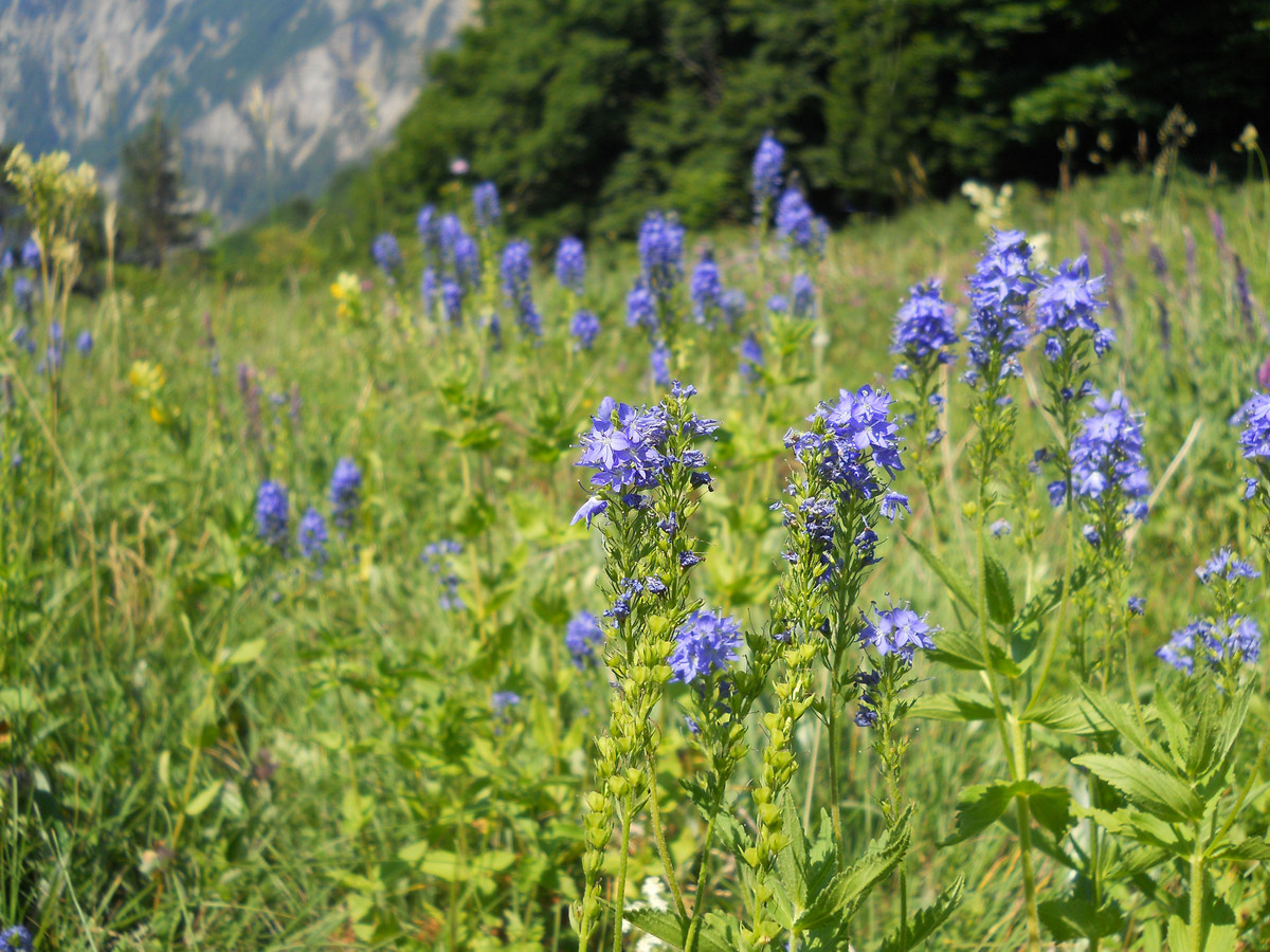 Изображение особи Veronica teucrium.