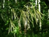 Aruncus sylvestris