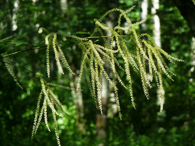 Изображение особи Aruncus sylvestris.