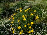 Glebionis coronaria