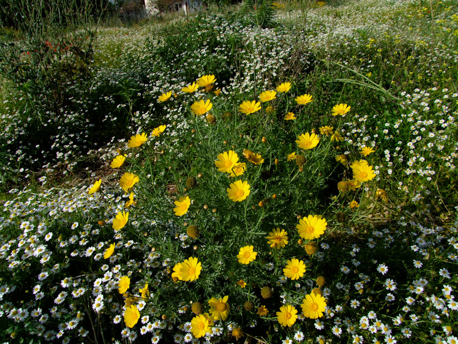 Изображение особи Glebionis coronaria.