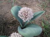 Allium karataviense. Цветущее растение. Украина, Национальный ботанический сад, г. Киев. 12.05.2010.