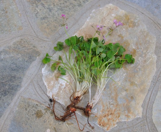 Image of Oxalis articulata specimen.