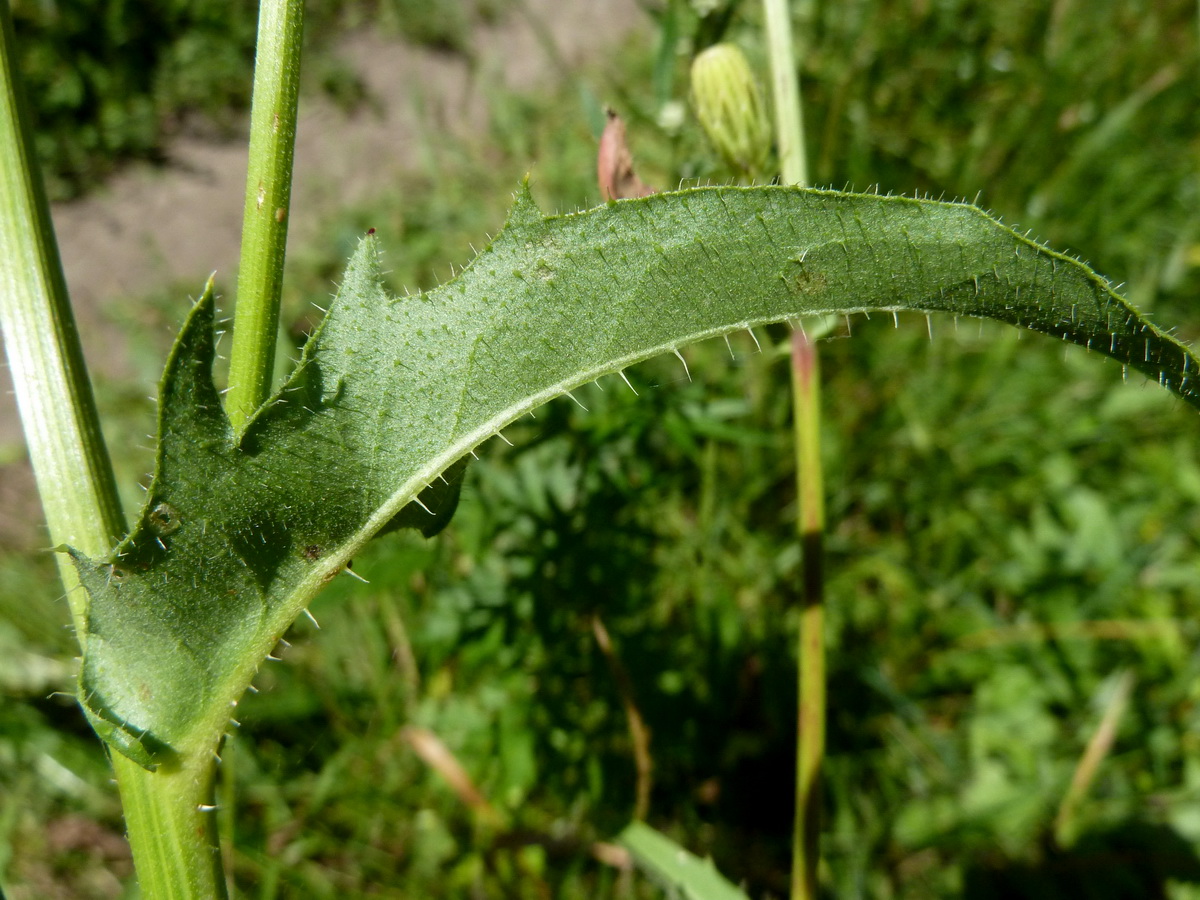 Image of Picris hieracioides specimen.