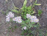 Aster amellus