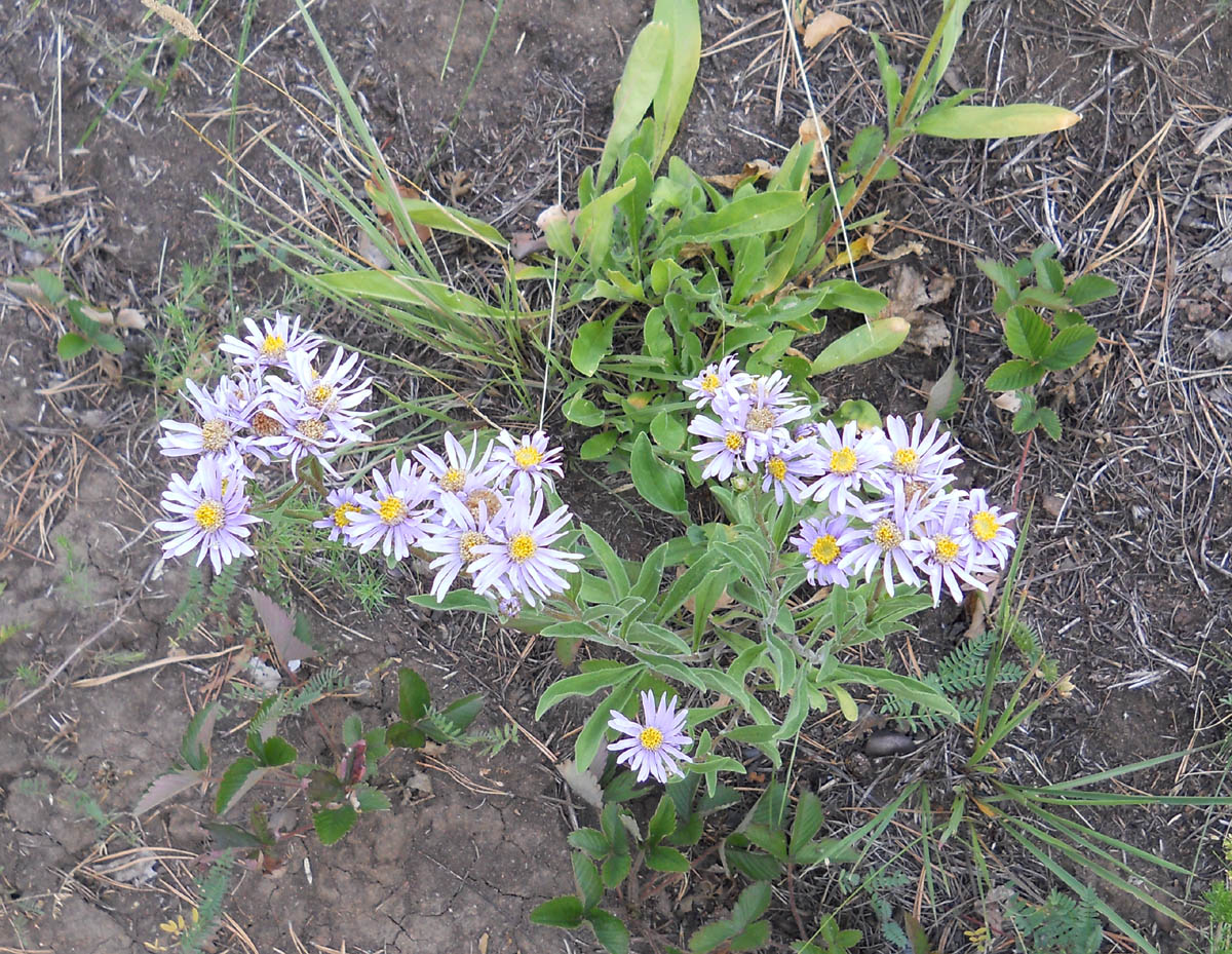 Изображение особи Aster amellus.