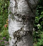 Betula form dalecarlica