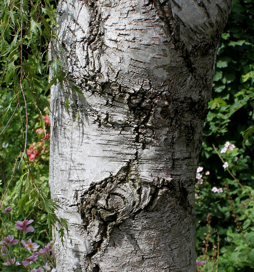 Изображение особи Betula pendula f. dalecarlica.