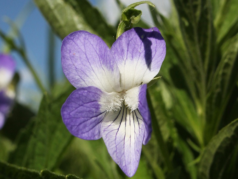 Изображение особи Viola elatior.