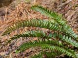 Polystichum lonchitis. Вайи с сорусами. Мурманская обл., окр. г. Мурманск, дно ущелья, мелкозёмистая осыпь, травяной березняк. Начало июня.