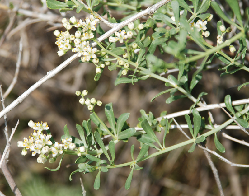 Image of Nitraria schoberi specimen.