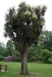 Cordyline australis