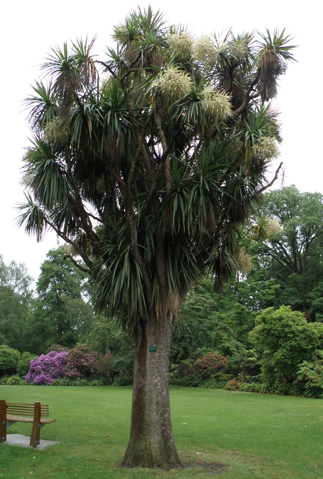 Image of Cordyline australis specimen.