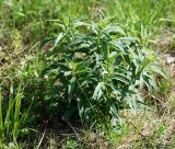 Hieracium umbellatum. Молодые побеги. Московская обл., Раменский р-н, окр. ж.-д. платформы Хрипань, окраина поля. 20.05.2012.